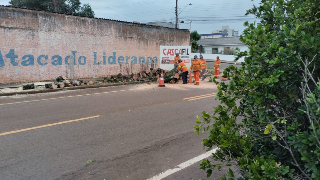 Desmatamento: A Saga das Árvores Arrancadas no Centro de Cascavel! Quem Teve a Coragem de Autorizar? (Veja Fotos e Vídeos)